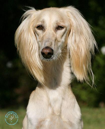 Saluki 9Y392D-047.JPG